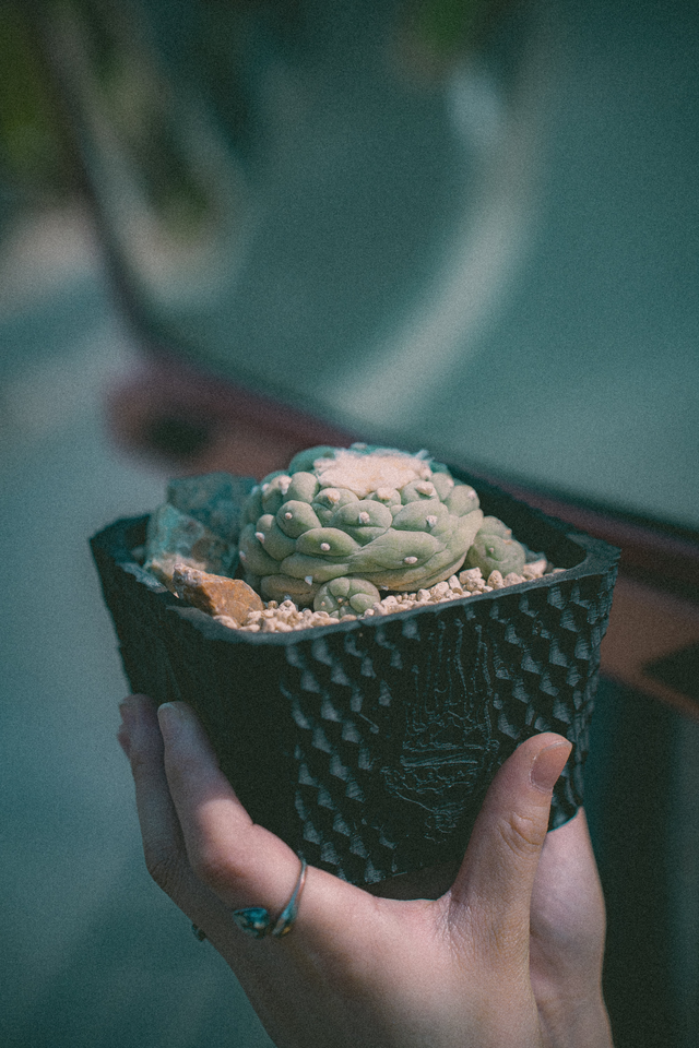 IT WAS ALL A DREAM 前売りチケット