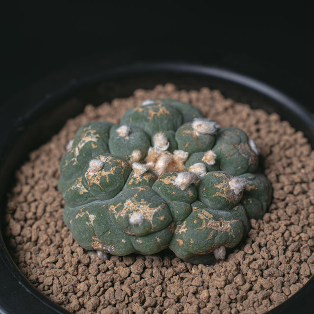 ロフォフォラ 銀冠玉 疣銀冠カキコ