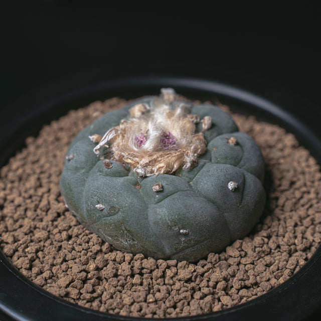 ロフォフォラ 銀冠玉 疣銀冠カキコ