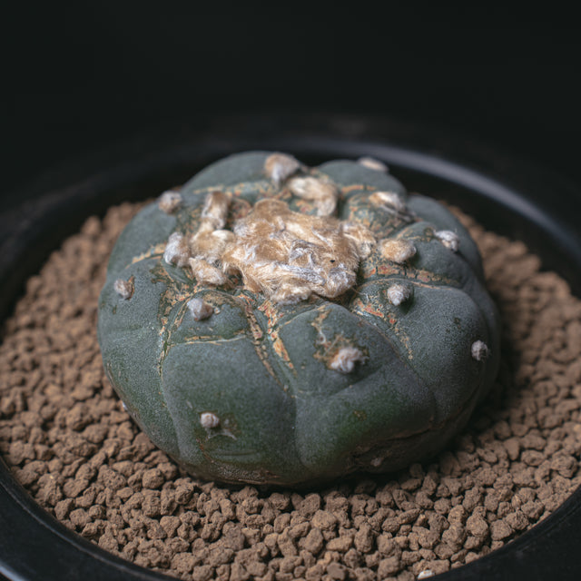 ロフォフォラ 銀冠玉 銀冠カキコ