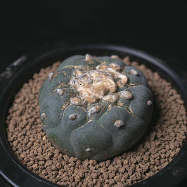 ロフォフォラ 銀冠玉 銀冠カキコ