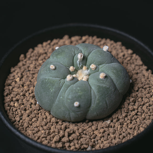 ロフォフォラ 銀冠玉 大疣銀冠玉カキコ