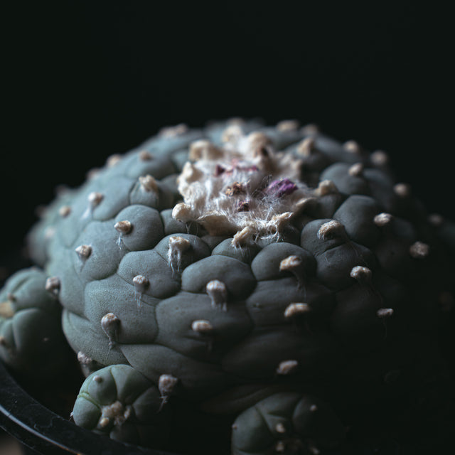 ロフォフォラ銀冠玉