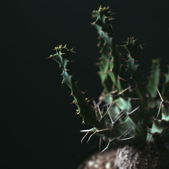 ユーフォルビア クラビゲラ 闇炎植栽