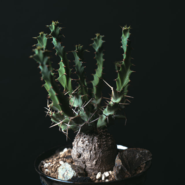 ユーフォルビア クラビゲラ 闇炎植栽