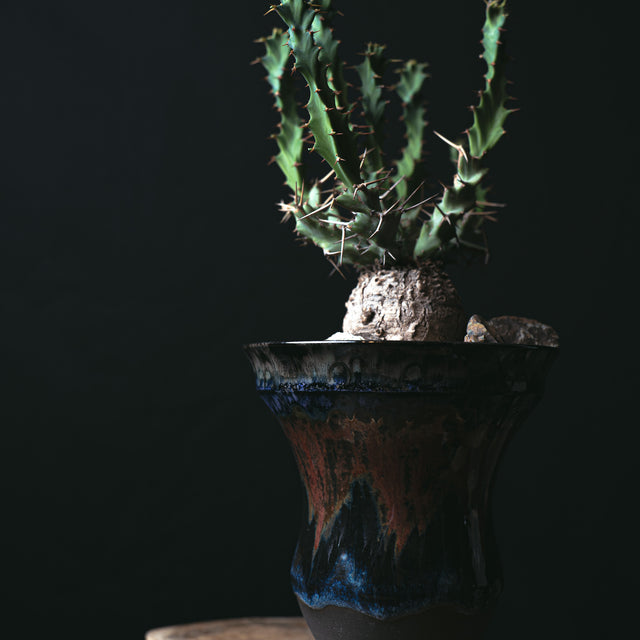 ユーフォルビア クラビゲラ 闇炎植栽