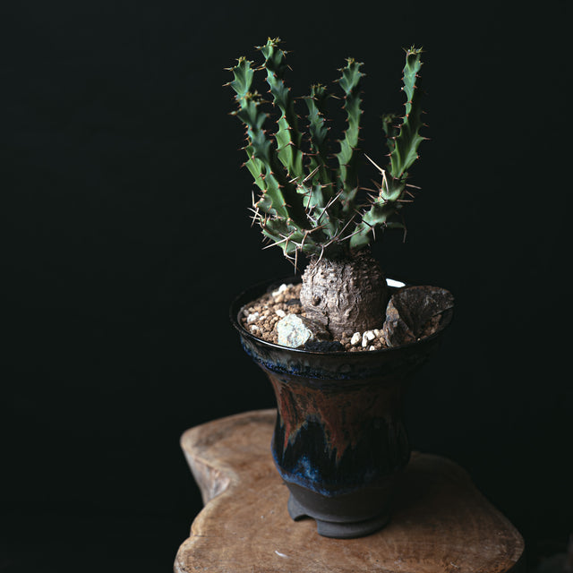 ユーフォルビア クラビゲラ 闇炎植栽