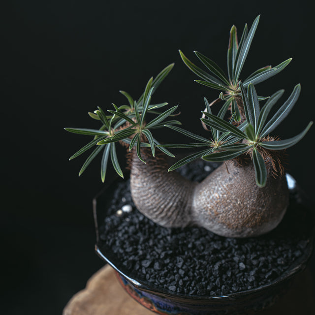 パキポディウム グラキリス二頭 闇炎植栽