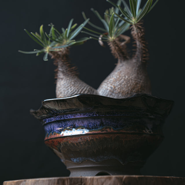 パキポディウム グラキリス二頭 闇炎植栽