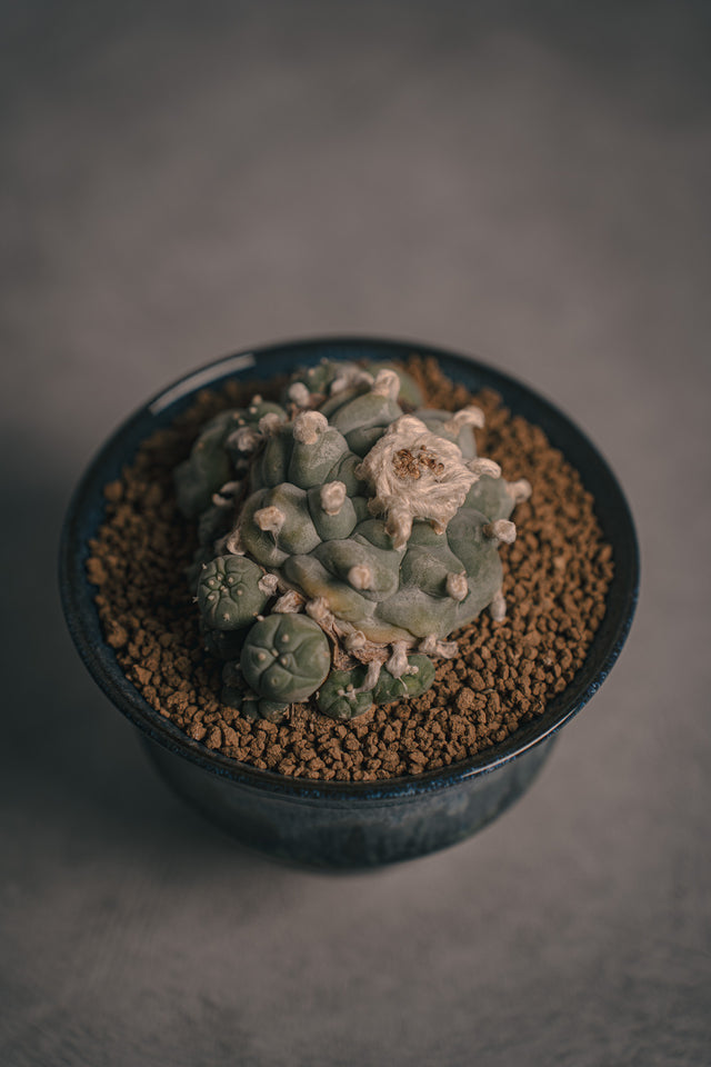 ロフォフォラ 翠冠玉HIUCHI IDEAS 植栽
