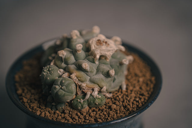 ロフォフォラ 翠冠玉HIUCHI IDEAS 植栽