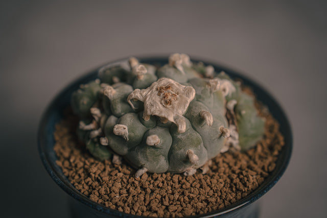 ロフォフォラ 翠冠玉HIUCHI IDEAS 植栽