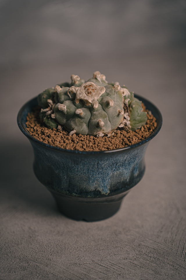 ロフォフォラ 翠冠玉HIUCHI IDEAS 植栽