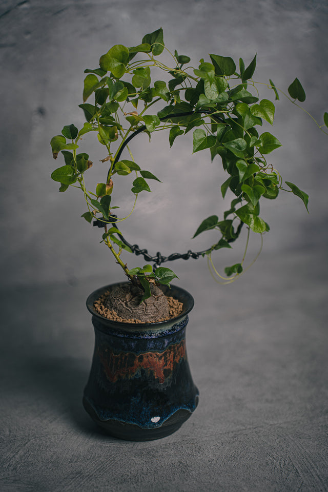 亀甲竜 HIUCHI 闇炎 植栽