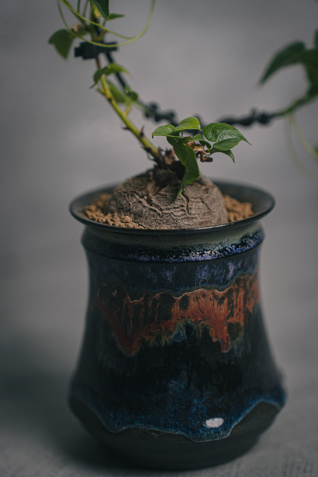 亀甲竜 HIUCHI 闇炎 植栽