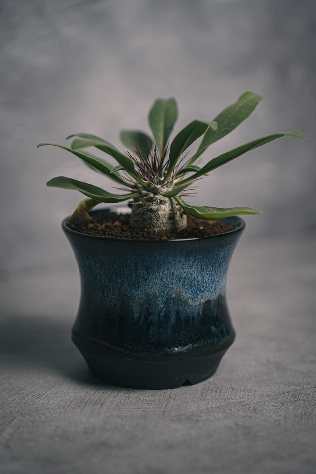 パキポディウム 光堂実生 HIUCHI IDEAS 植栽