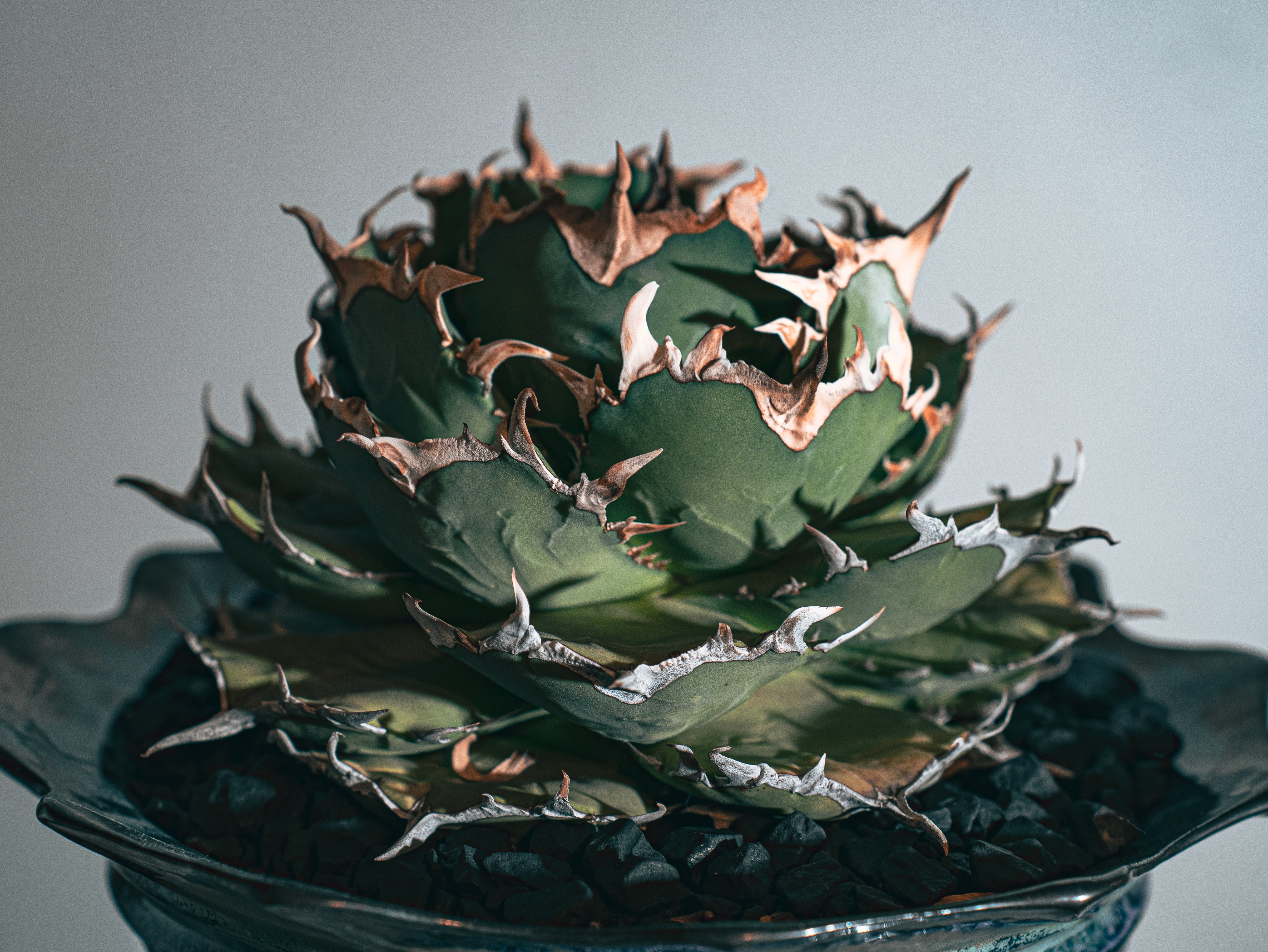 65#多肉植物アエオニウム錦❤️コーニッシュトリビュート錦❤️1頭19cm拔き苗 65#多肉植物アエオニウム錦❤️コーニッシュトリビュート錦❤️1頭19cm